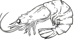 Shrimp