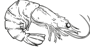 Shrimp