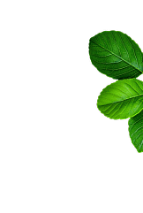 Leaf Decoration