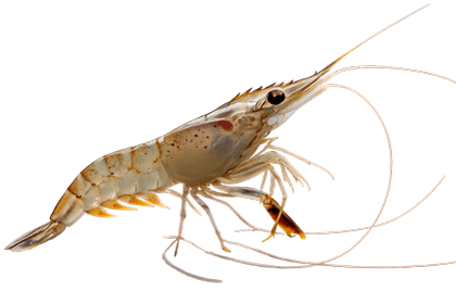 Shrimp Left