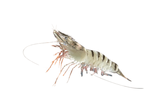 Shrimp Right