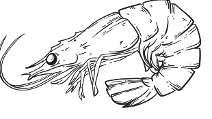 Shrimp